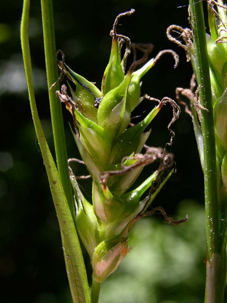 Image of Carex michelii specimen.