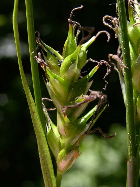 Изображение особи Carex michelii.