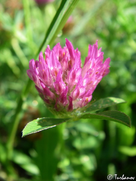 Изображение особи Trifolium pratense.