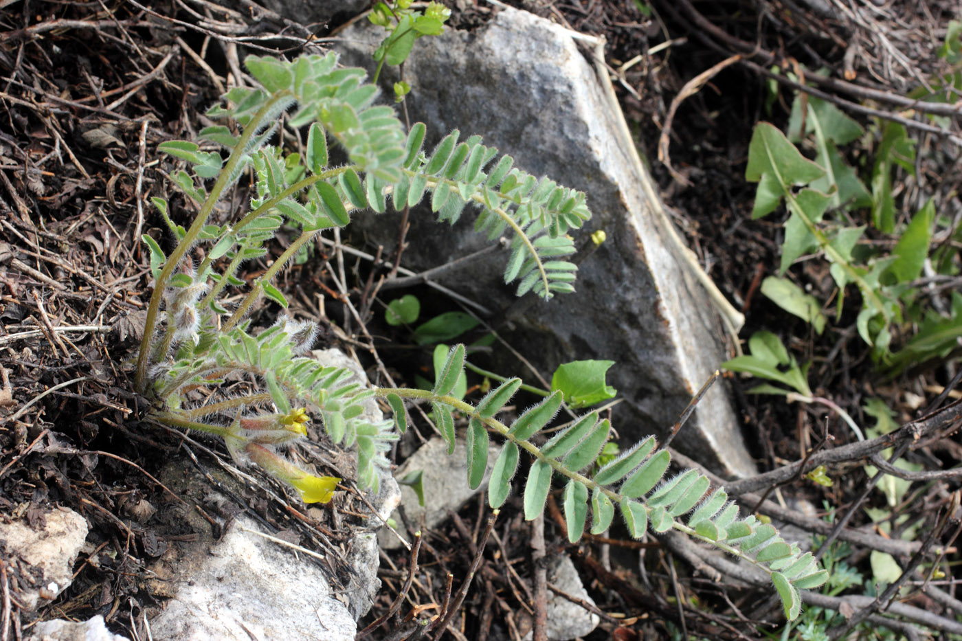 Изображение особи Astragalus syreitschikovii.