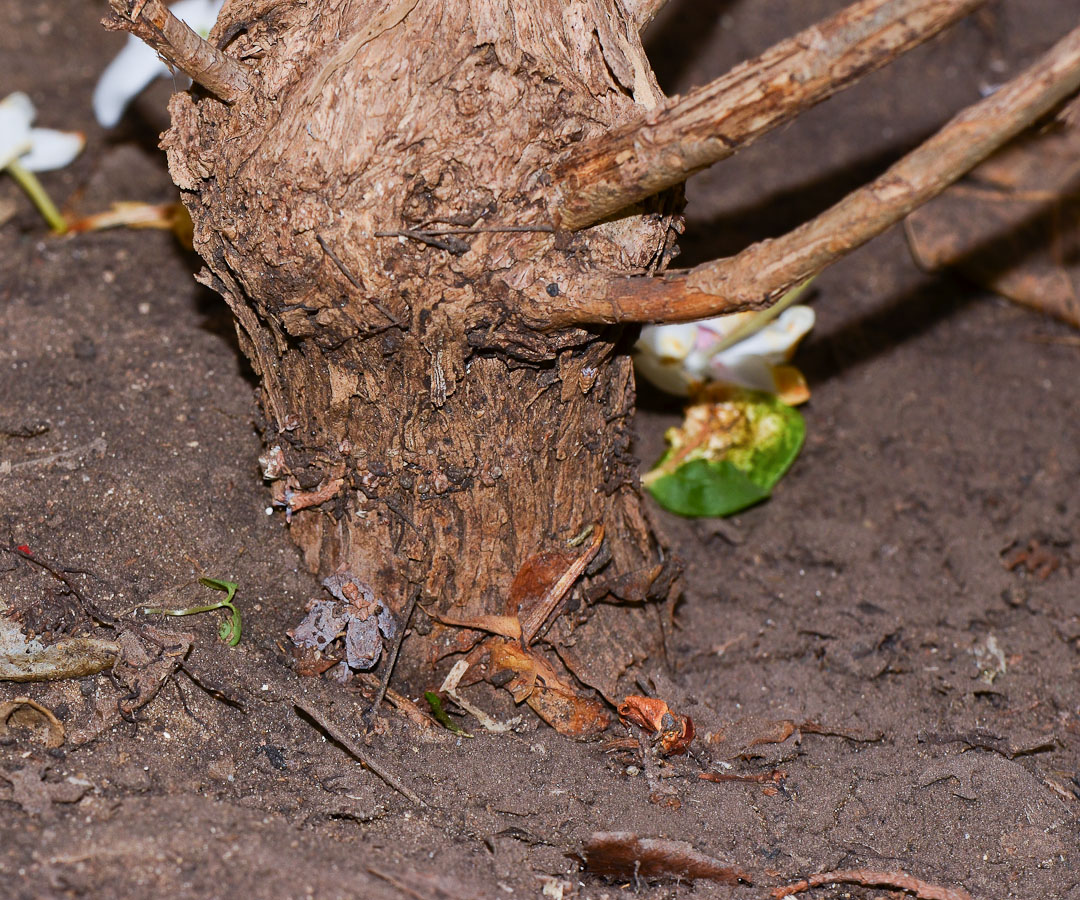 Image of Jasminum polyanthum specimen.