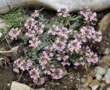 Aethionema saxatile ssp. oreophilum