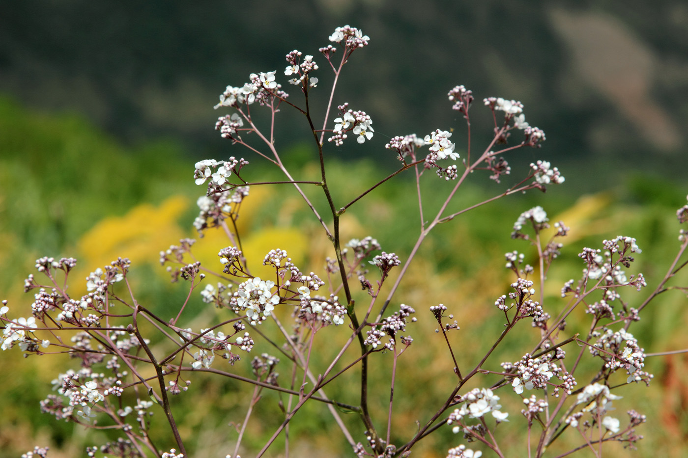 Image of Stroganowia paniculata specimen.