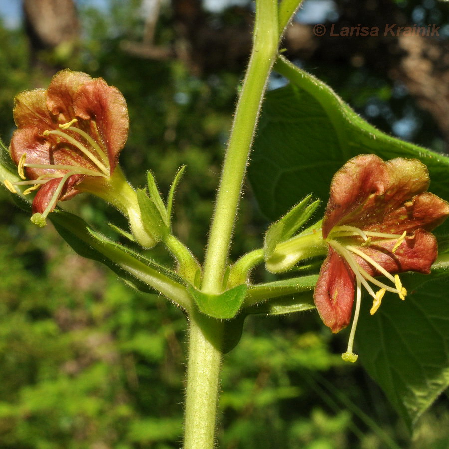 Изображение особи Triosteum sinuatum.