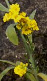 Alyssum wulfenianum