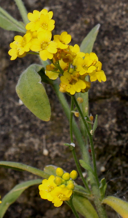 Изображение особи Alyssum wulfenianum.