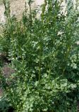 genus Thalictrum