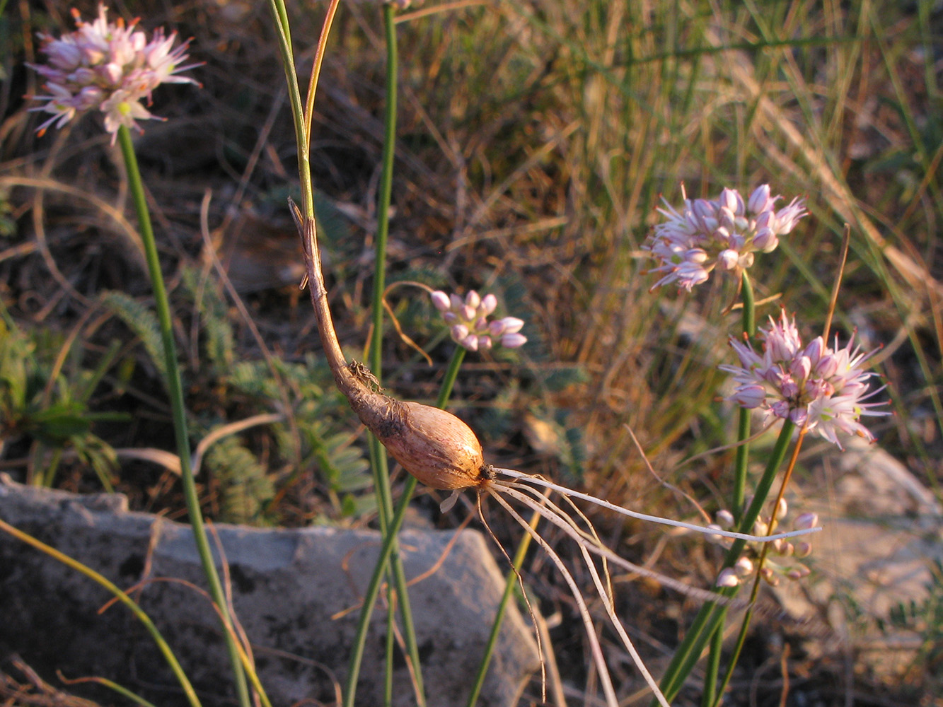 Изображение особи Allium psebaicum.