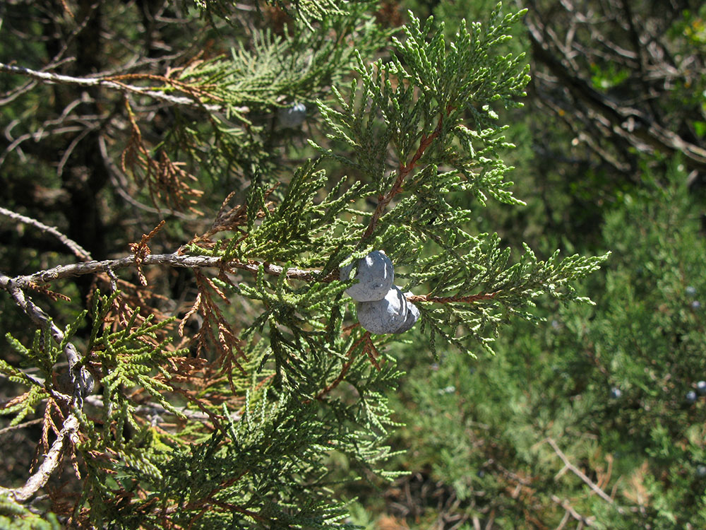 Image of Juniperus excelsa specimen.