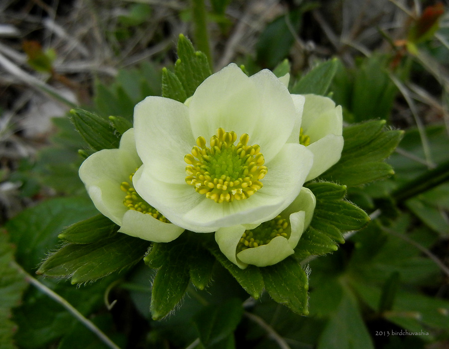 Изображение особи Anemonastrum villosissimum.