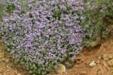 Thymus dzevanovskyi. Цветущее растение. Крым, Севастополь, окр. пос. Любимовка. 28 мая 2013 г.
