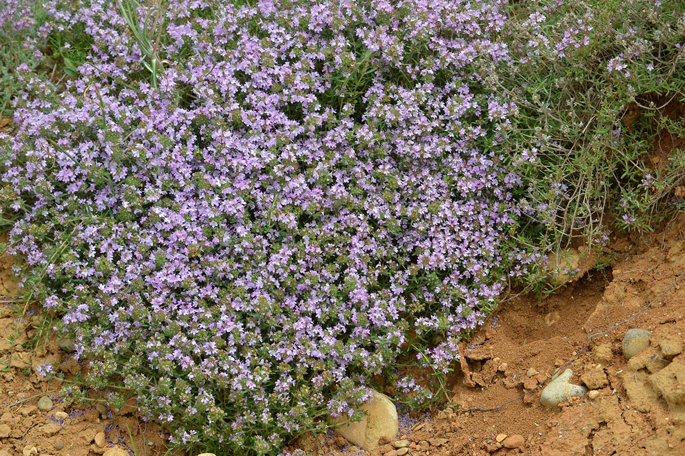 Image of Thymus dzevanovskyi specimen.