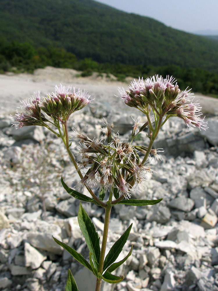Image of Eupatorium cannabinum specimen.