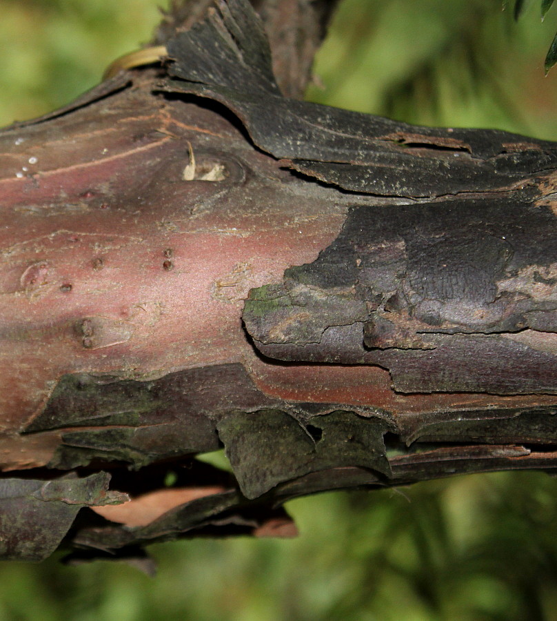 Image of Cephalotaxus harringtonia var. drupacea specimen.