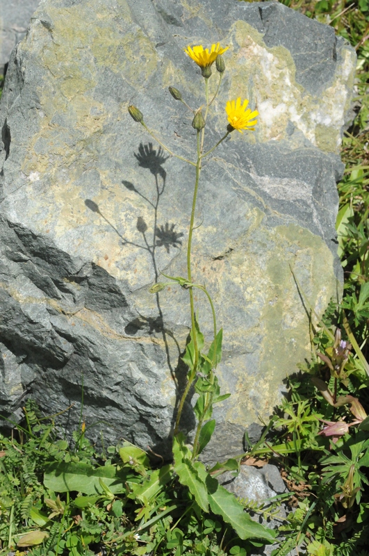 Image of Hieracium korshinskyi specimen.