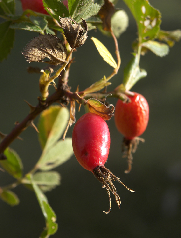 Изображение особи Rosa khasautensis.