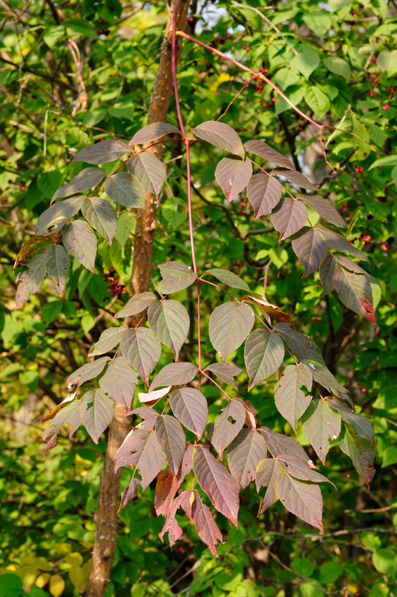 Image of Aralia elata specimen.
