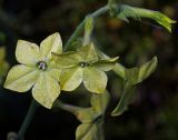 Nicotiana alata