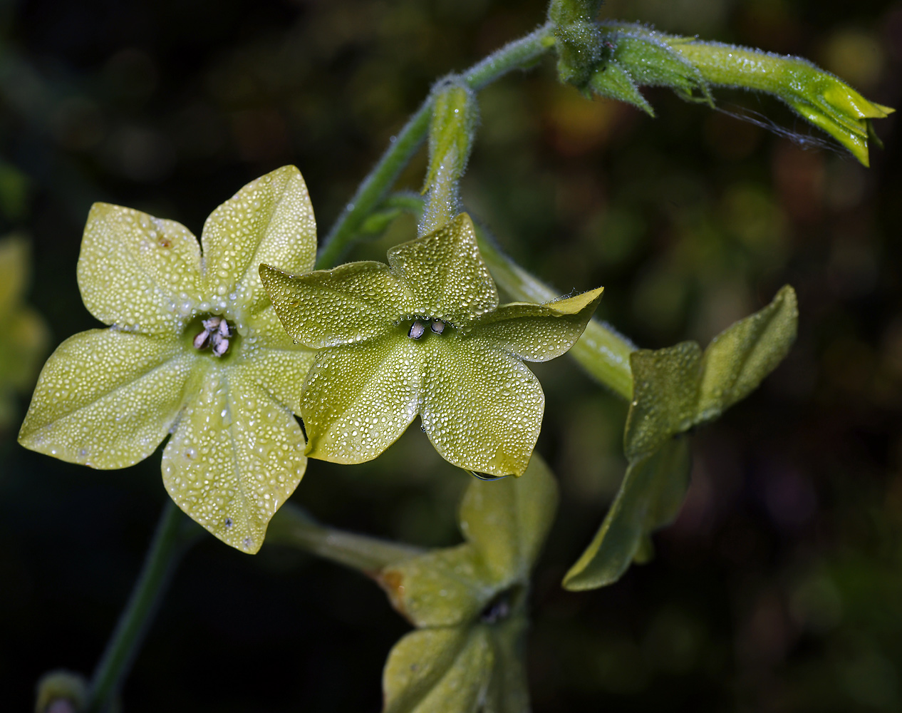 Изображение особи Nicotiana alata.