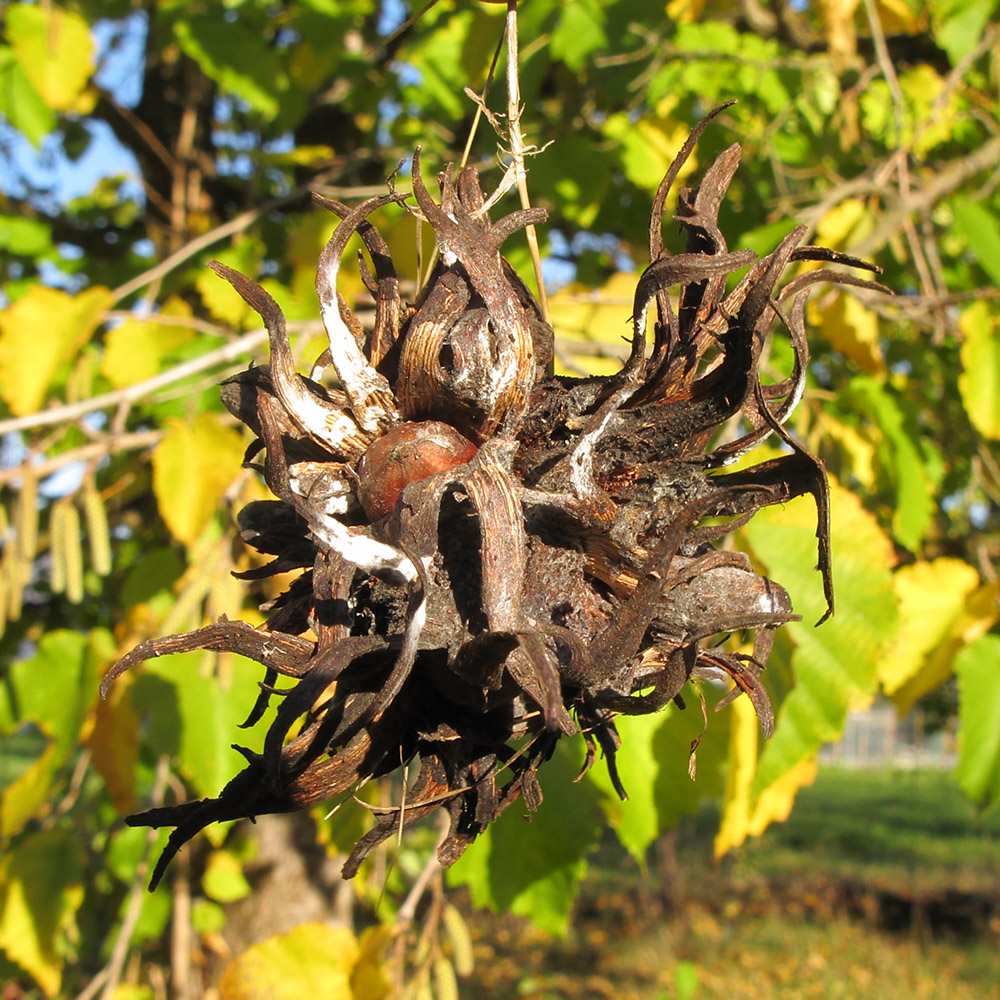 Изображение особи Corylus colurna.