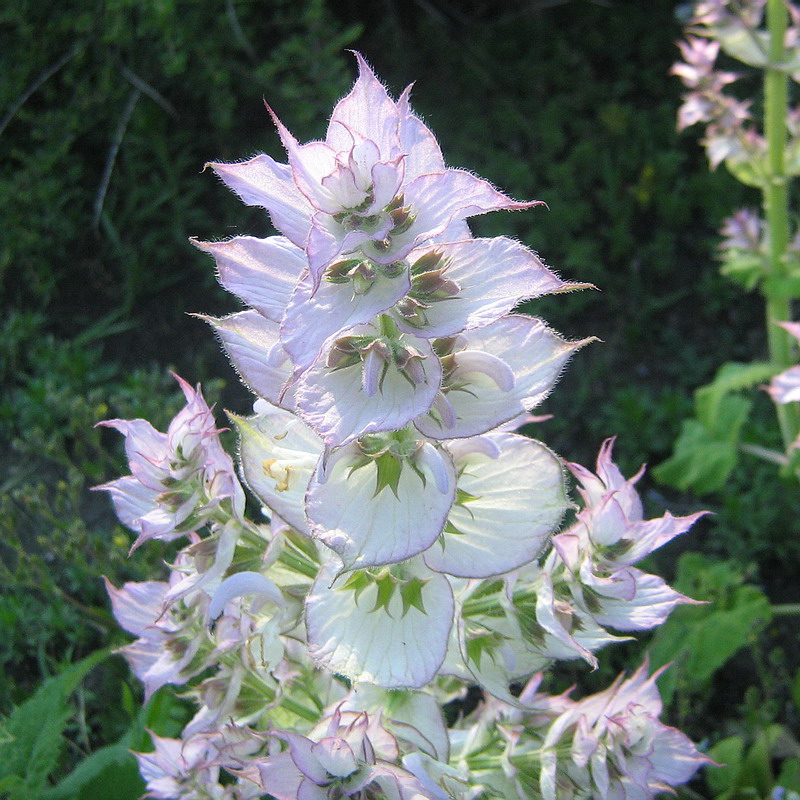 Image of Salvia sclarea specimen.