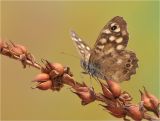 Image of taxon representative. Author is Пекер Юлия