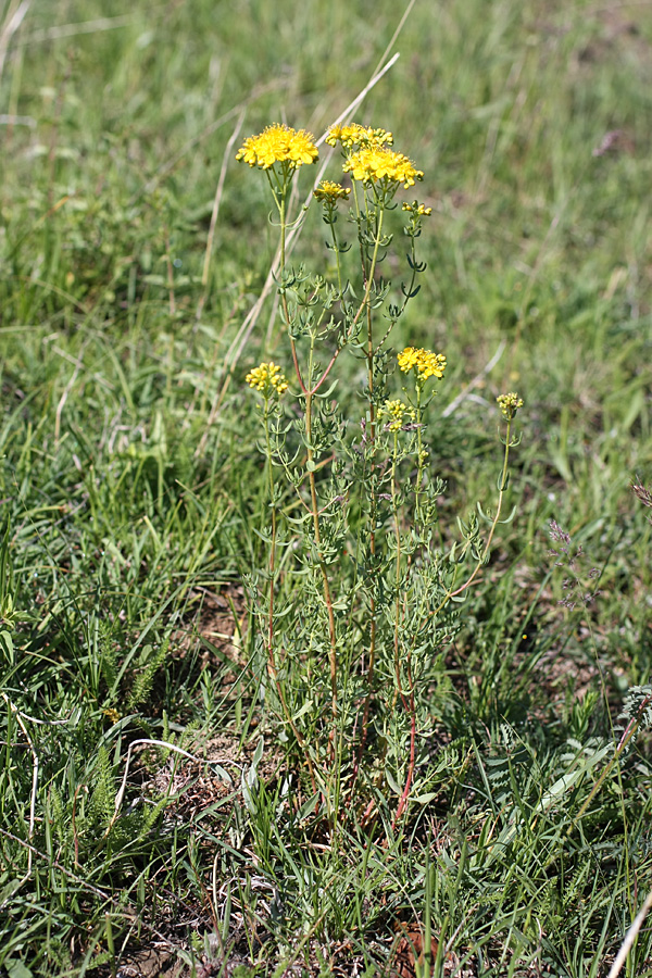 Изображение особи Hypericum scabrum.