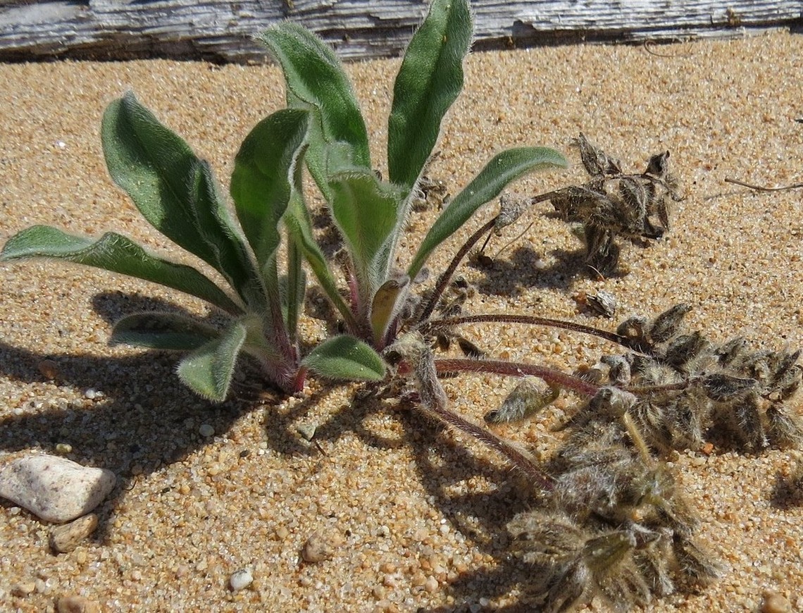 Изображение особи Craniospermum subvillosum.