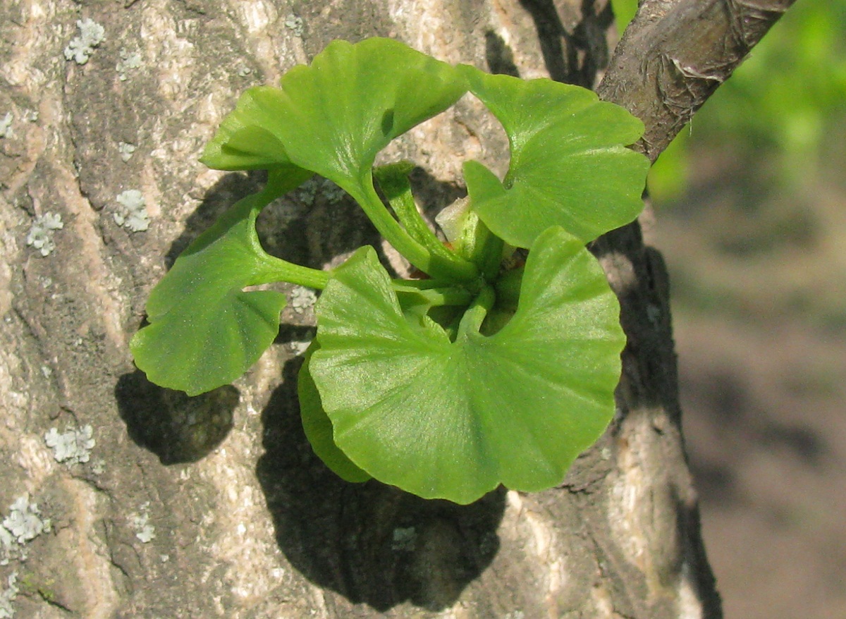 Изображение особи Ginkgo biloba.