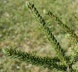 Picea