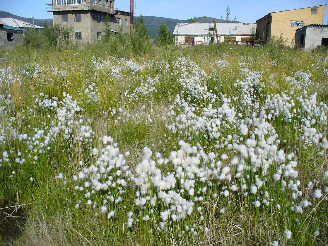 Изображение особи род Eriophorum.