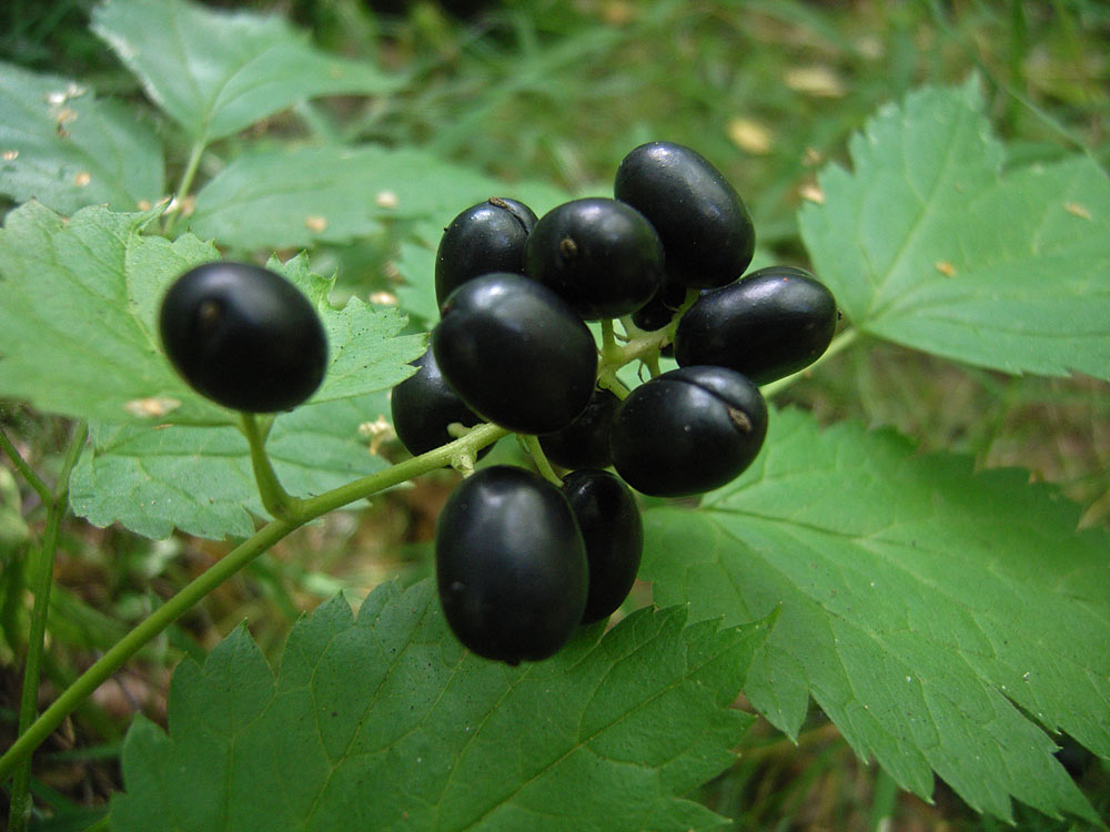 Image of Actaea spicata specimen.