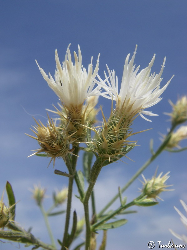 Image of Centaurea diffusa specimen.