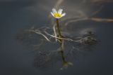 Ranunculus rionii