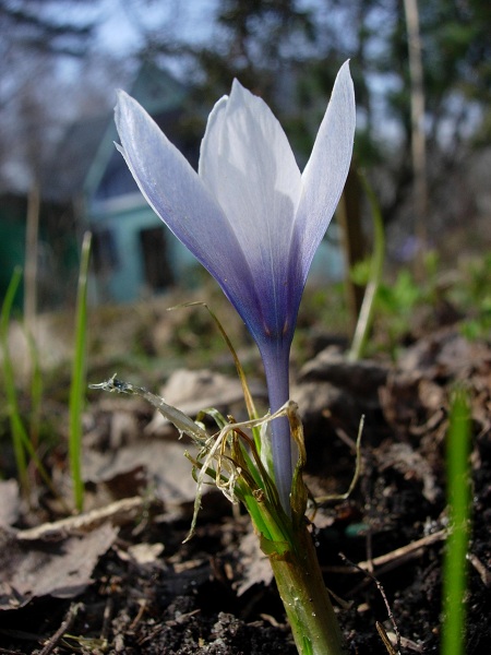 Image of Crocus michelsonii specimen.