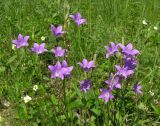 Campanula wolgensis