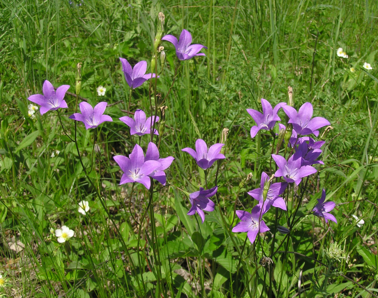 Изображение особи Campanula wolgensis.