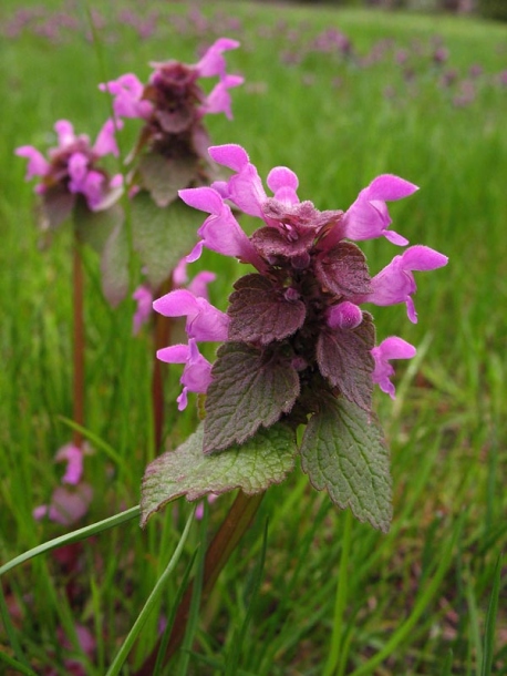 Image of Lamium purpureum specimen.