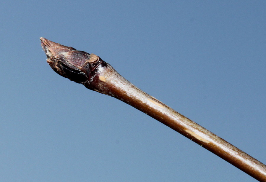 Image of Sorbus koehneana specimen.