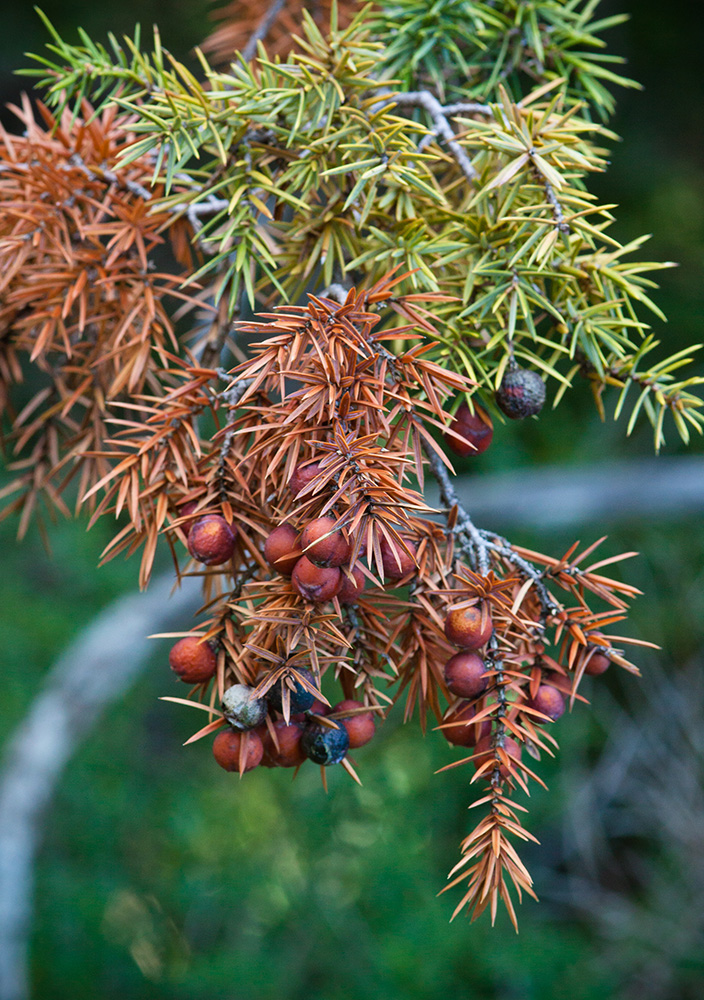 Изображение особи Juniperus deltoides.