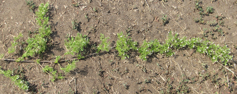 Image of Galium humifusum specimen.