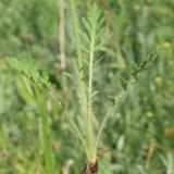 род Papaver