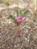 Astragalus oxyglottis. Молодое растение. ЮВ Крым, подножье хр. Биюк-Янышар. 9 мая 2014 г.