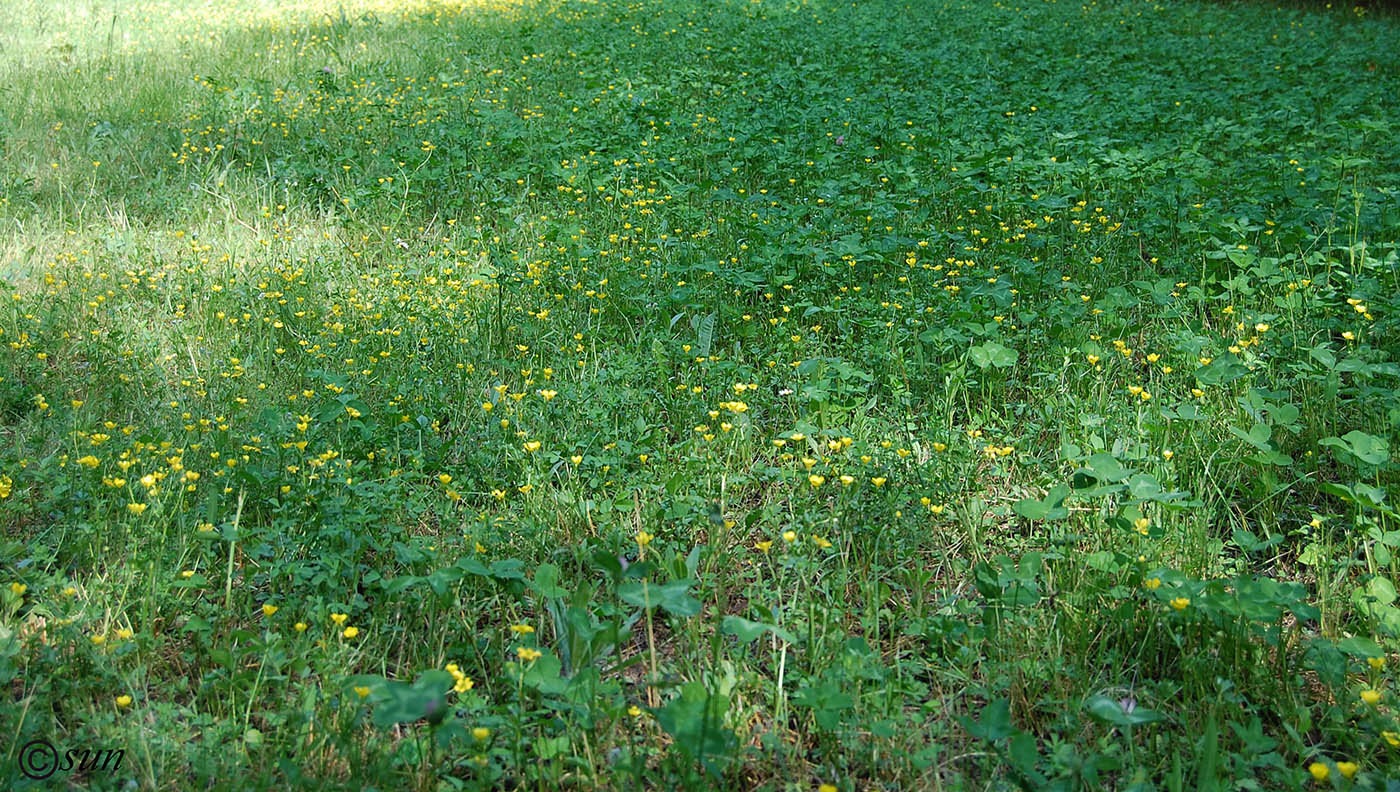 Image of Ranunculus sardous specimen.