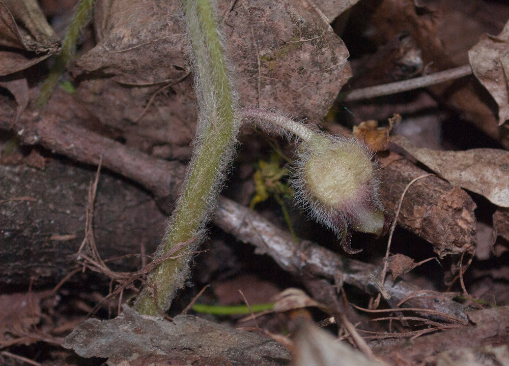 Изображение особи Asarum europaeum.