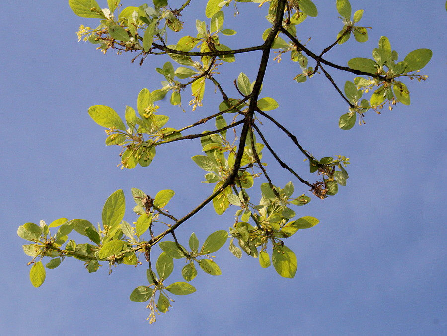 Изображение особи Sassafras albidum.