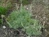 Artemisia caucasica