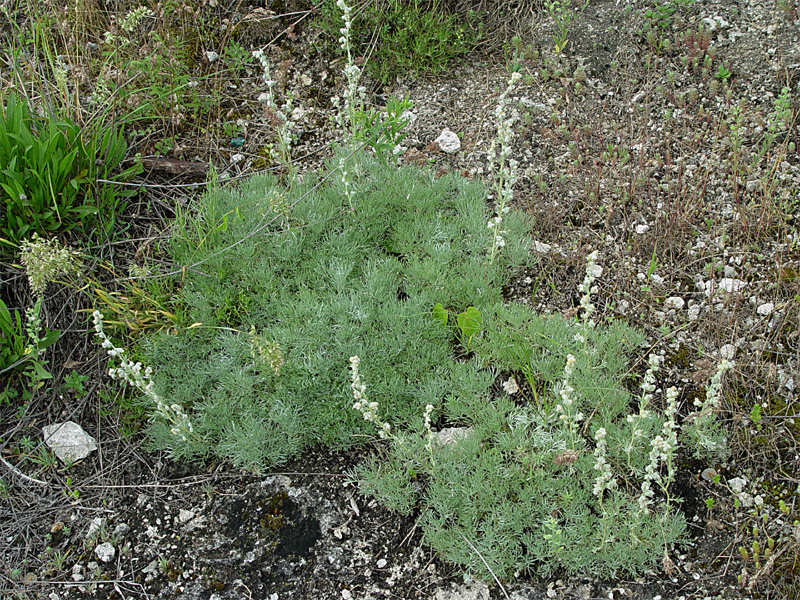 Image of Artemisia caucasica specimen.