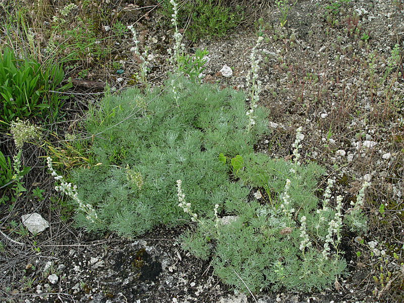 Изображение особи Artemisia caucasica.