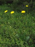 Trommsdorffia maculata. Цветущее растение. Украина, Львовская обл., поляна среди зарослей кустарников. 1 июня 2009 г.